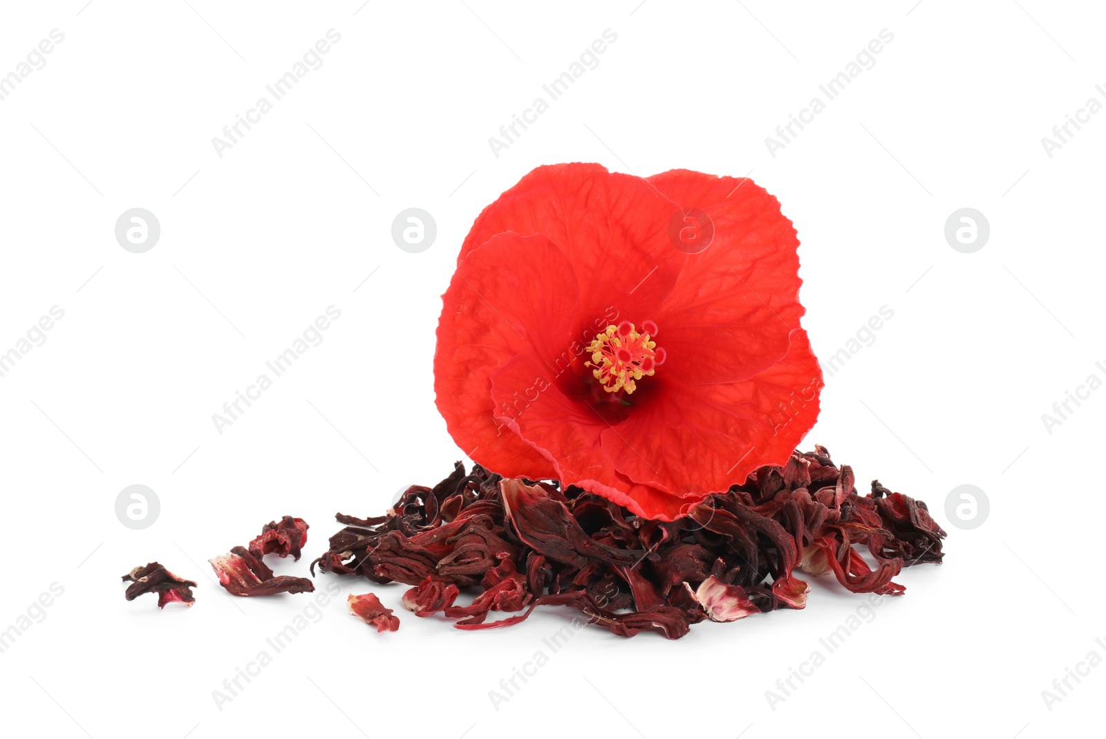 Photo of Pile of dry hibiscus tea and beautiful flower isolated on white