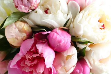 Photo of Closeup view of beautiful fragrant peony flowers