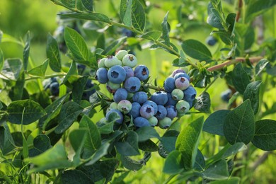 Bush of wild blueberry with berries growing outdoors