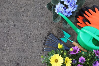 Beautiful blooming flowers, gloves and gardening tools on soil, flat lay. Space for text