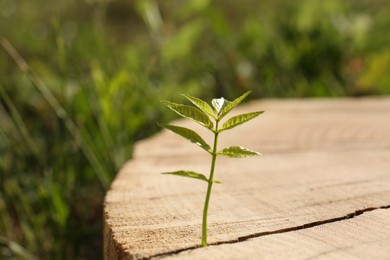Photo of Young seedling growing out of tree stump outdoors, closeup. New life concept