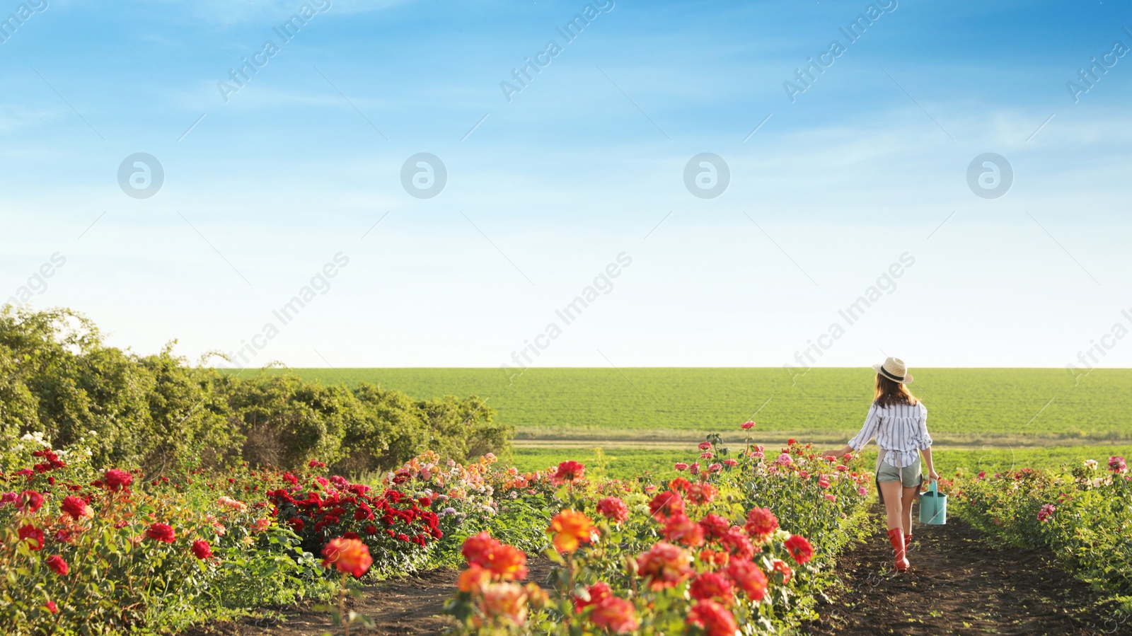 Photo of Woman with watering can walking near rose bushes outdoors. Gardening tool