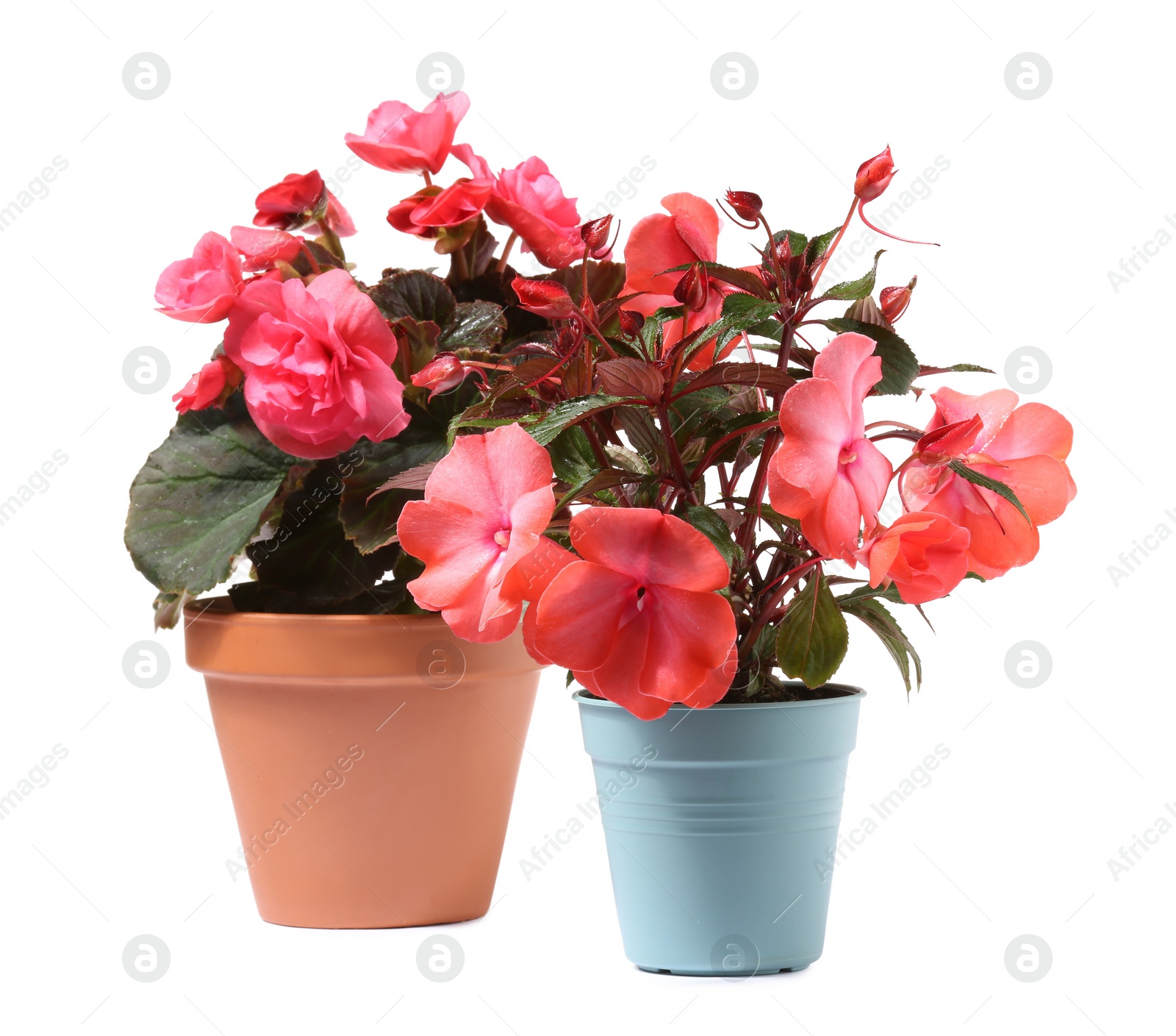 Photo of Beautiful flowers in different pots isolated on white