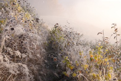 Photo of Path in meadow covered with hoarfrost on foggy day