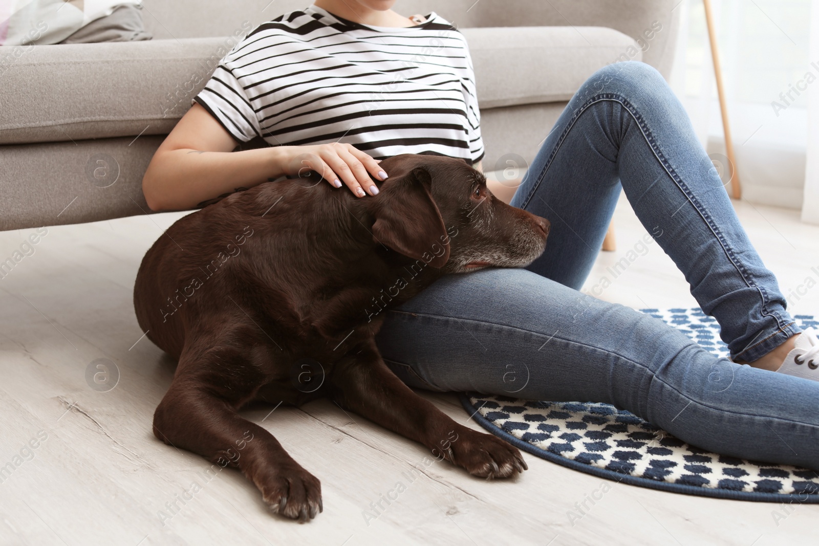 Photo of Adorable brown labrador retriever with owner at home