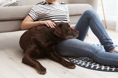 Photo of Adorable brown labrador retriever with owner at home
