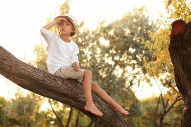 Cute little boy on tree outdoors. Child spending time in nature