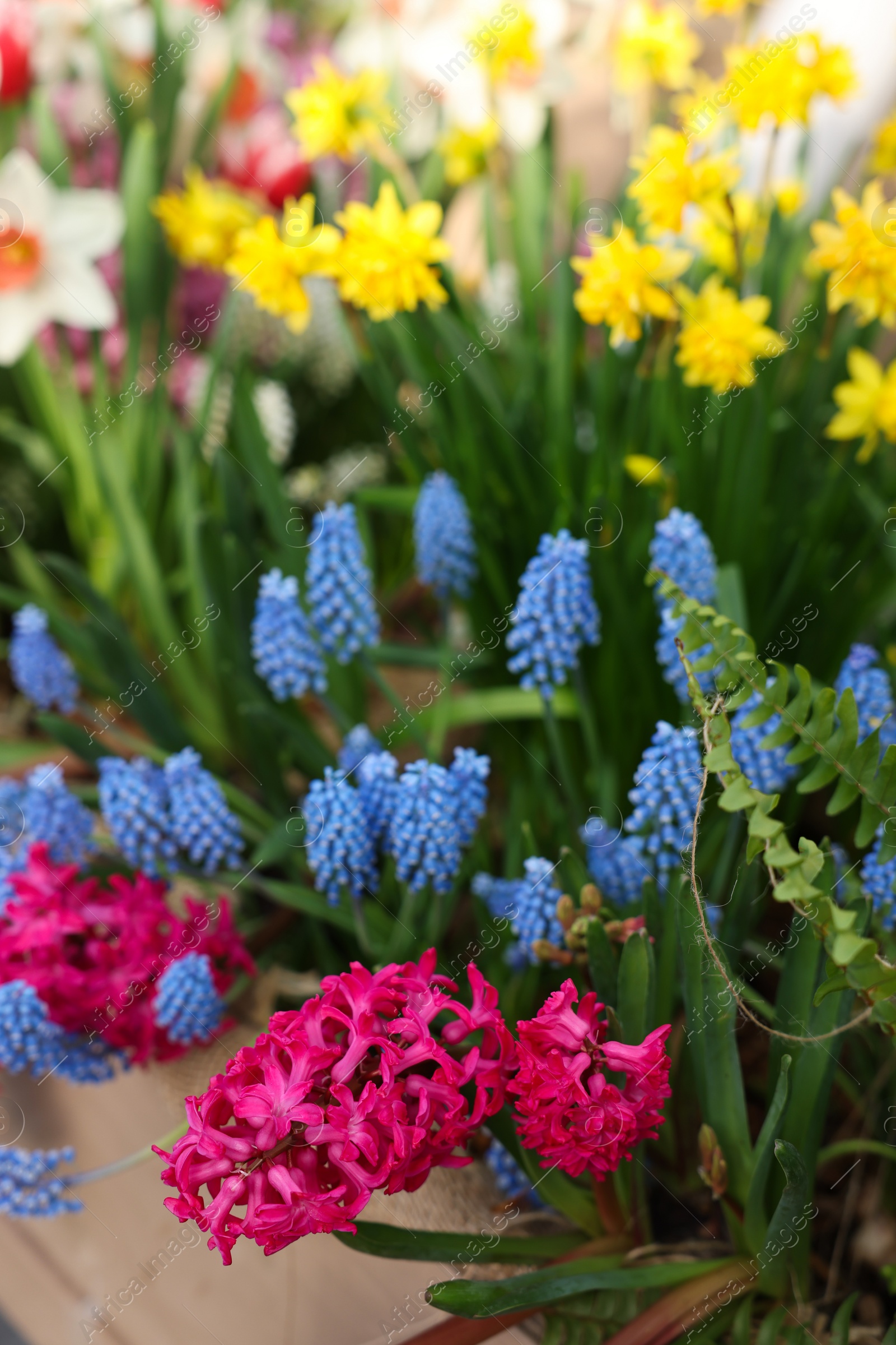 Photo of Many different flowers in wooden crate, closeup. Spring season