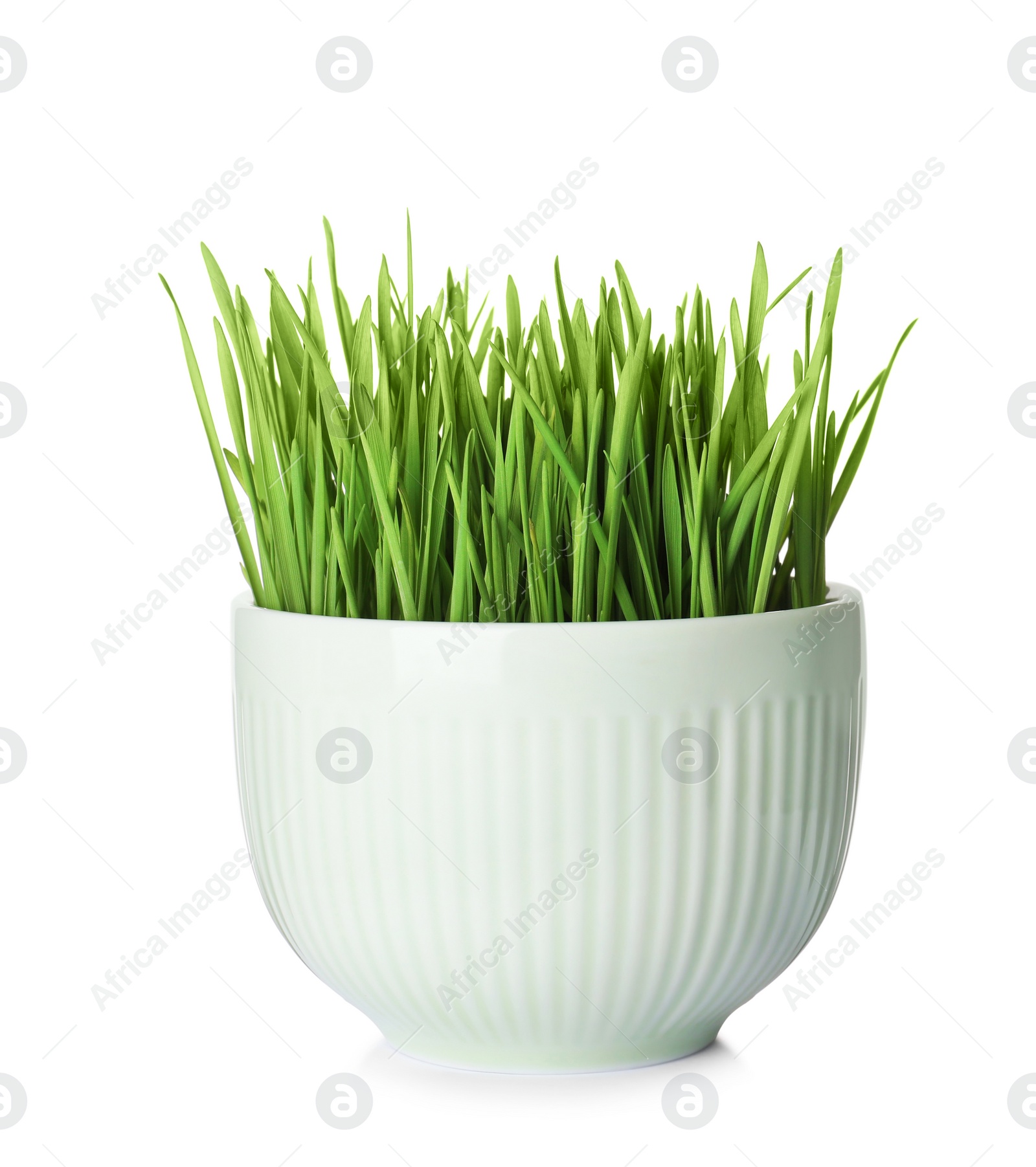 Photo of Bowl with fresh wheat grass isolated on white