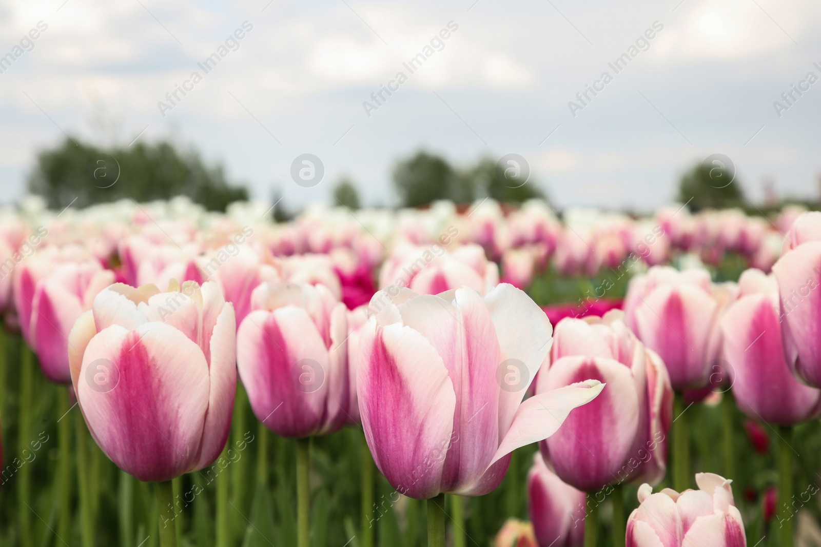 Photo of Beautiful colorful tulip flowers growing in field