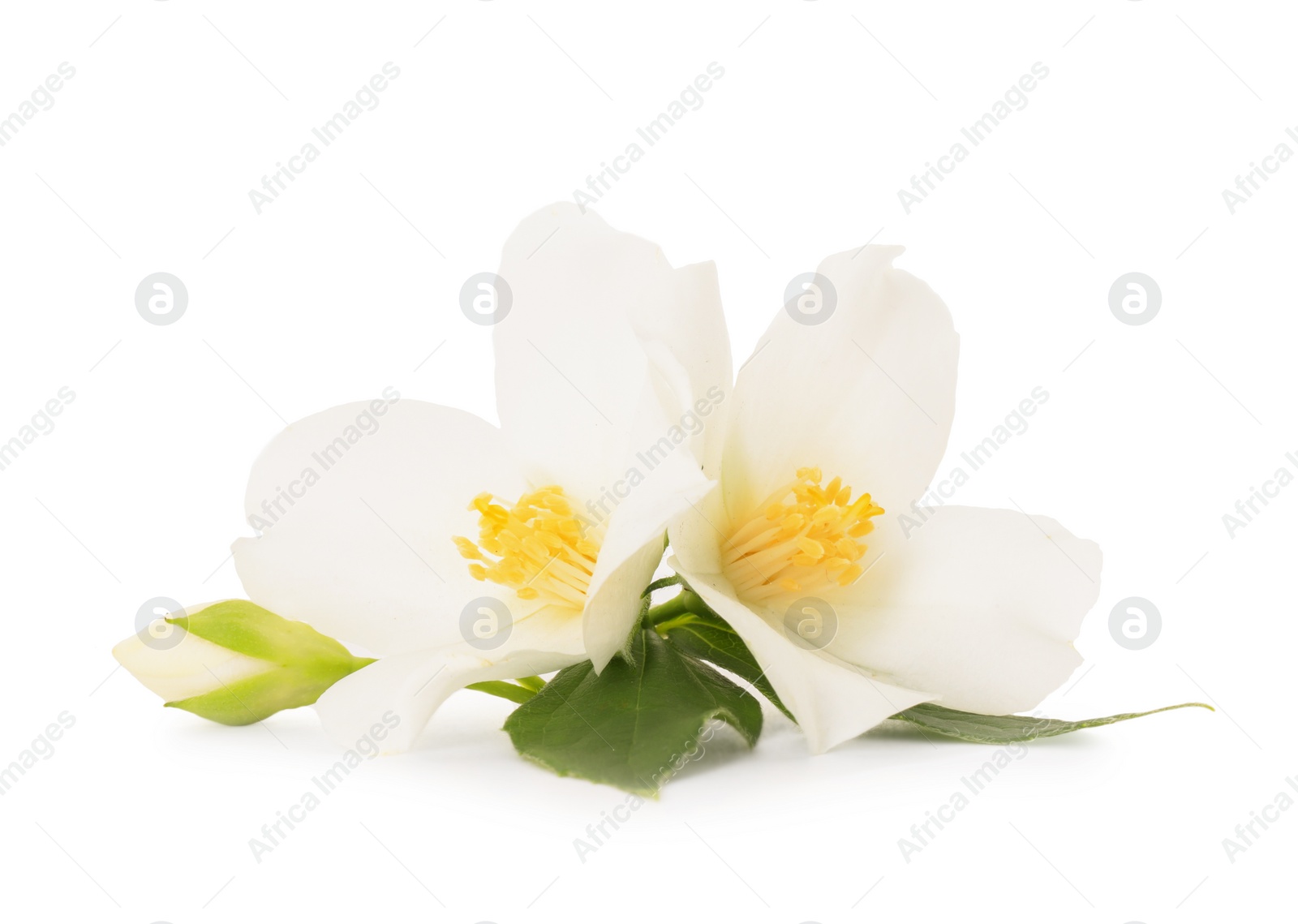 Photo of Branch of jasmine flowers and leaves isolated on white