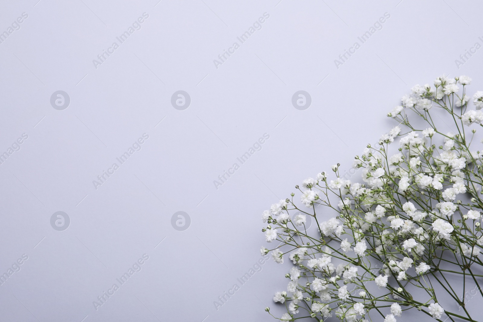 Photo of Beautiful white gypsophila flowers on light grey background, top view. Space for text