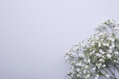 Beautiful white gypsophila flowers on light grey background, top view. Space for text