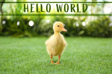 Image of Hello World. Cute fluffy baby duckling on green grass outdoors
