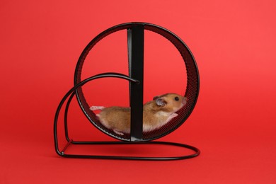 Photo of Cute little hamster in spinning wheel on red background