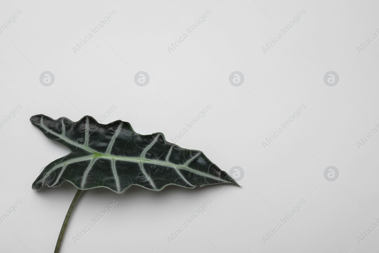 Photo of Leaf of tropical alocasia plant isolated on white