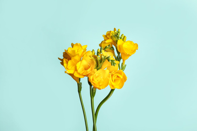 Photo of Beautiful blooming yellow freesias on light blue background