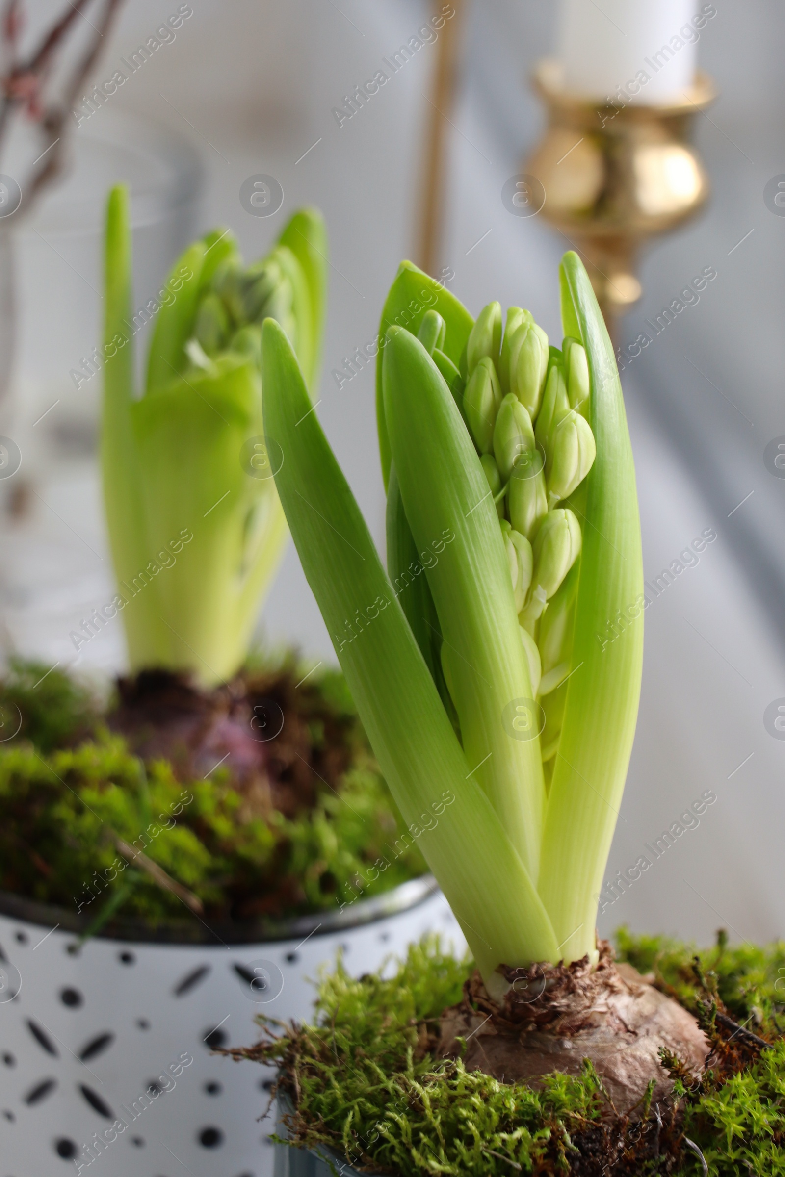 Photo of Potted hyacinths on blurred background, closeup. First spring flowers