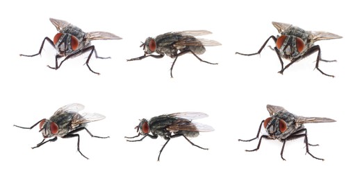 Image of Collage with common black flies on white background
