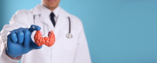 Endocrinologist holding thyroid gland model on light blue background, closeup. Banner design with space for text