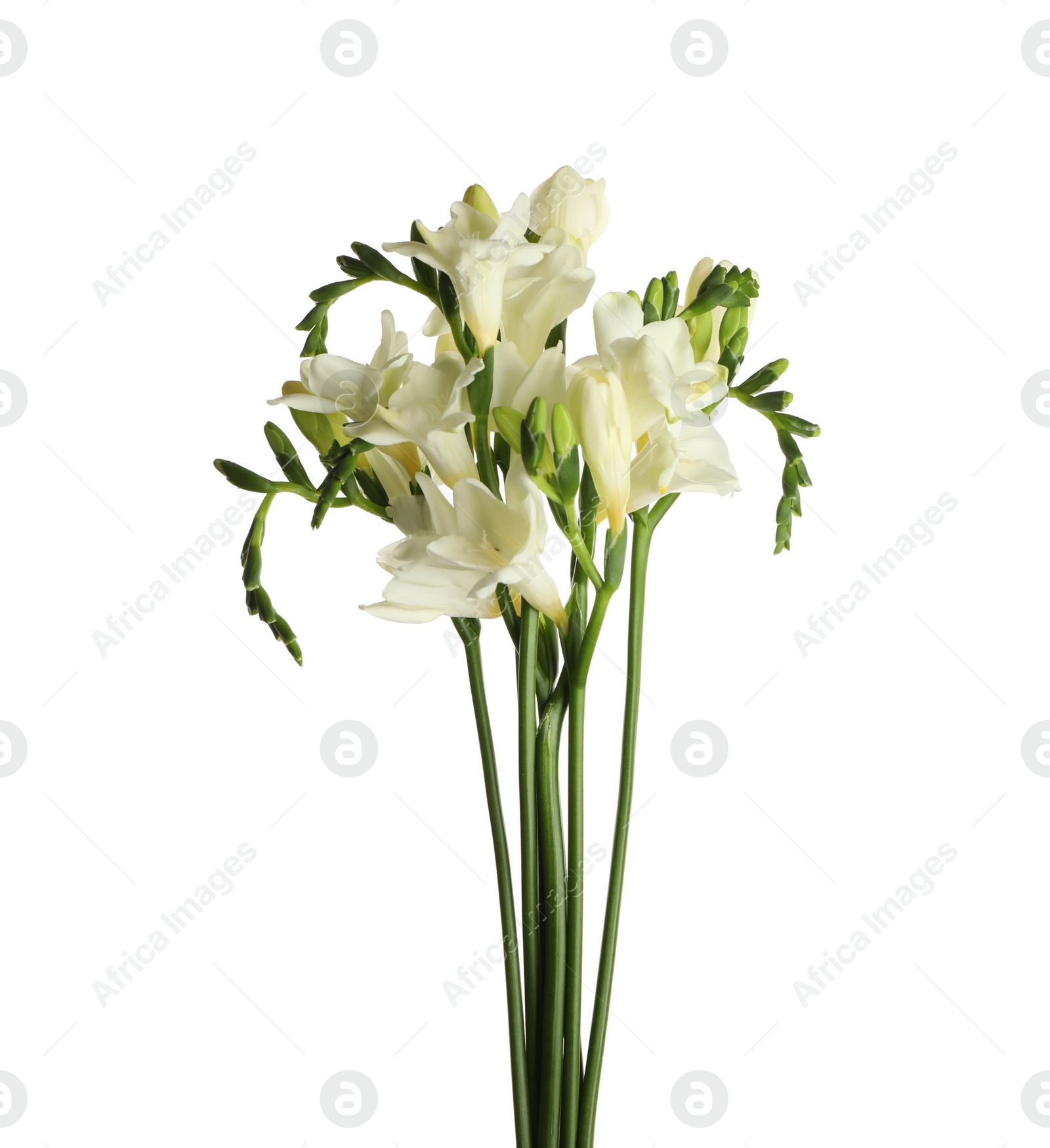 Photo of Beautiful blooming freesia flowers isolated on white