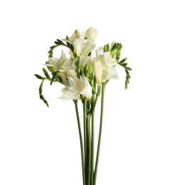 Photo of Beautiful blooming freesia flowers isolated on white