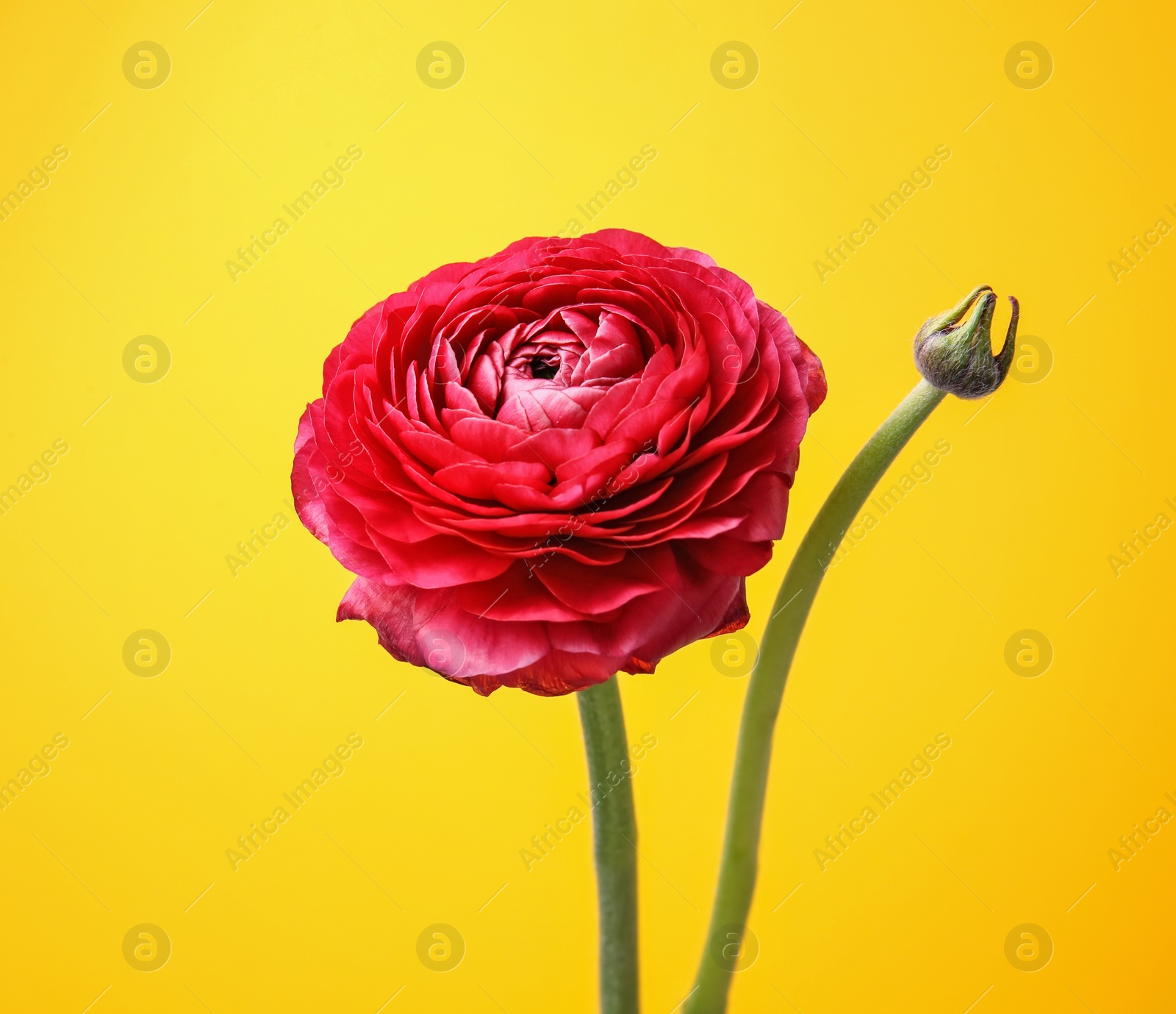 Photo of Beautiful ranunculus flower on color background