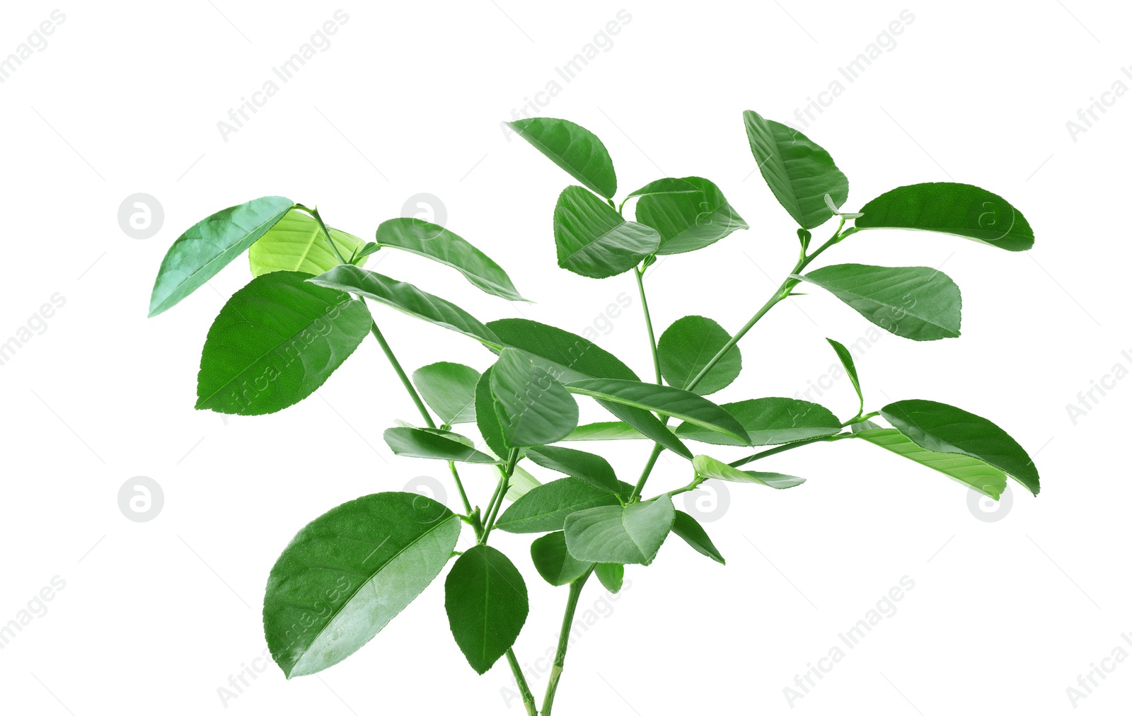 Photo of Lemon tree branches on white background. Citrus plant