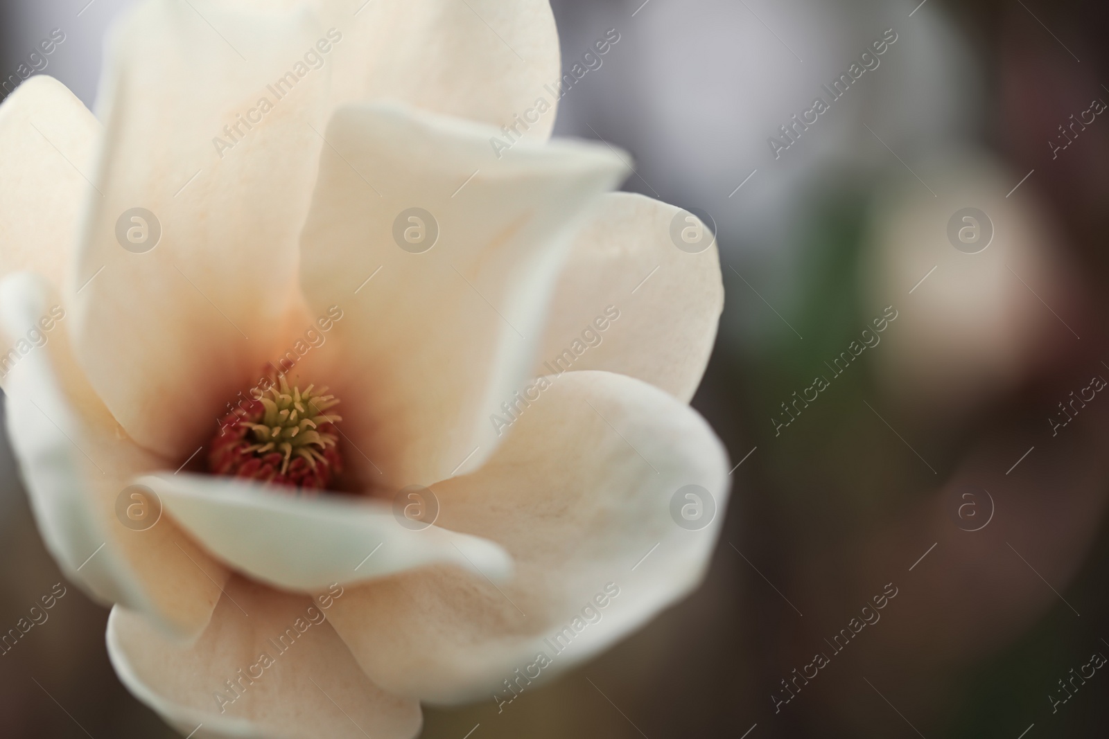 Photo of Beautiful blooming flower of magnolia tree on blurred background, closeup. Space for text