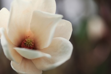 Photo of Beautiful blooming flower of magnolia tree on blurred background, closeup. Space for text