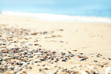 Beautiful shells on sandy beach near sea, closeup