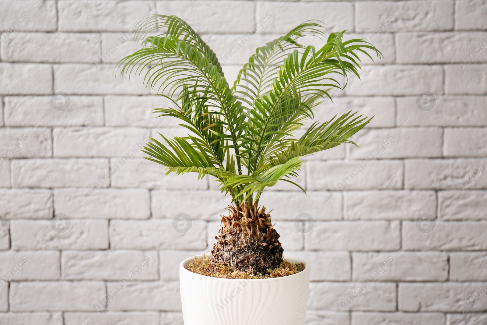 Photo of Tropical plant with green leaves near brick wall