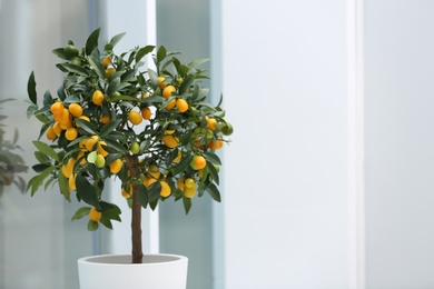 Photo of Potted kumquat tree near window indoors. Interior design