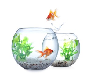 Image of Goldfish jumping from glass fish bowl into another one on white background