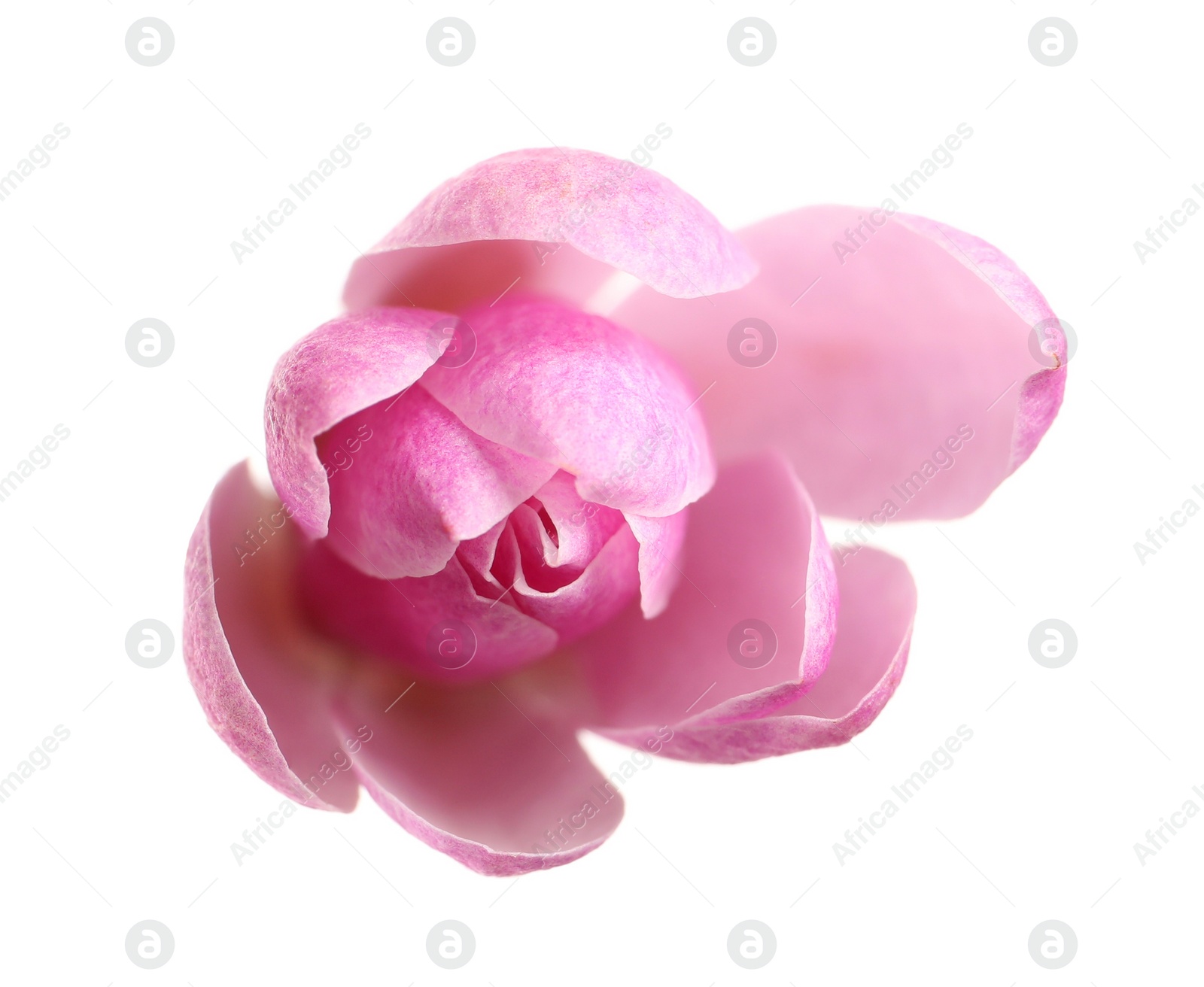 Photo of Beautiful pink magnolia flower isolated on white