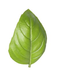 Photo of One green basil leaf isolated on white