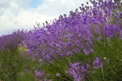 Photo of Beautiful lavender flowers growing in field, closeup