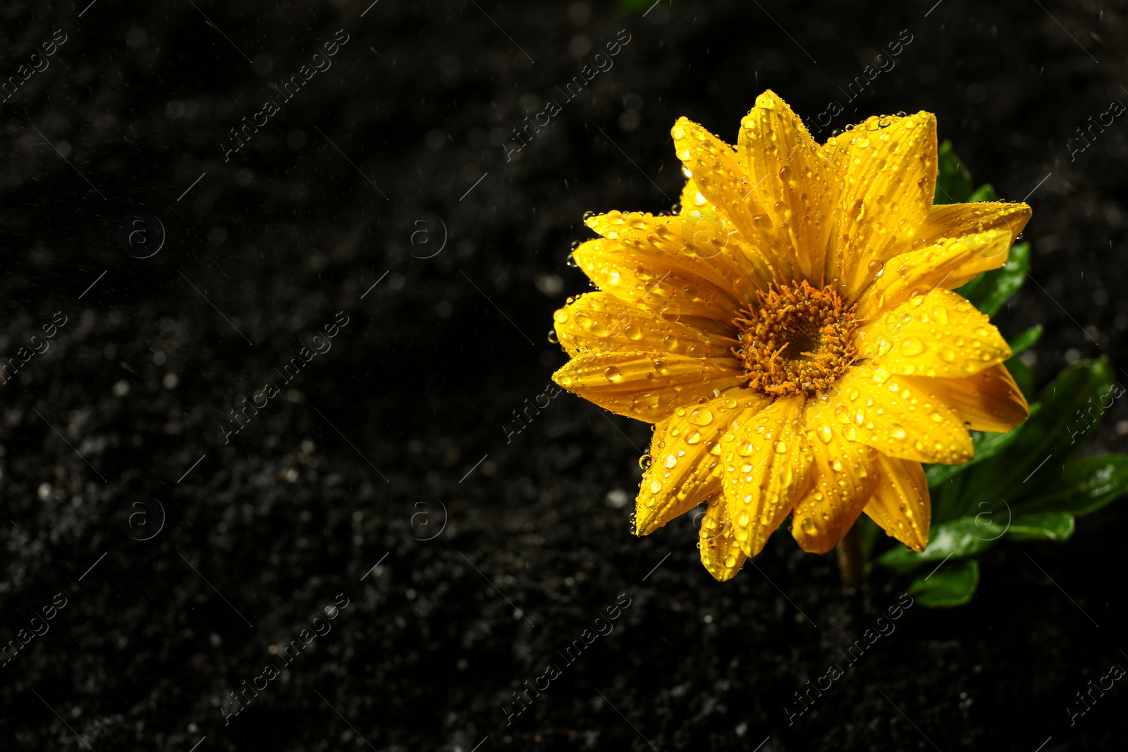 Photo of Fresh flower in fertile soil under rain, space for text