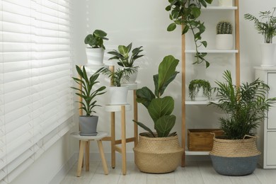 Photo of Beautiful plants in pots indoors. House decor