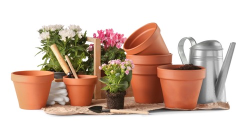Beautiful flowers, pots and gardening tools isolated on white