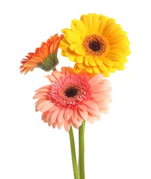 Photo of Beautiful colorful gerbera flowers on white background