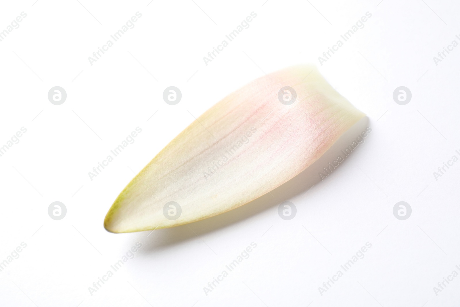 Photo of Beautiful lotus flower petal isolated on white