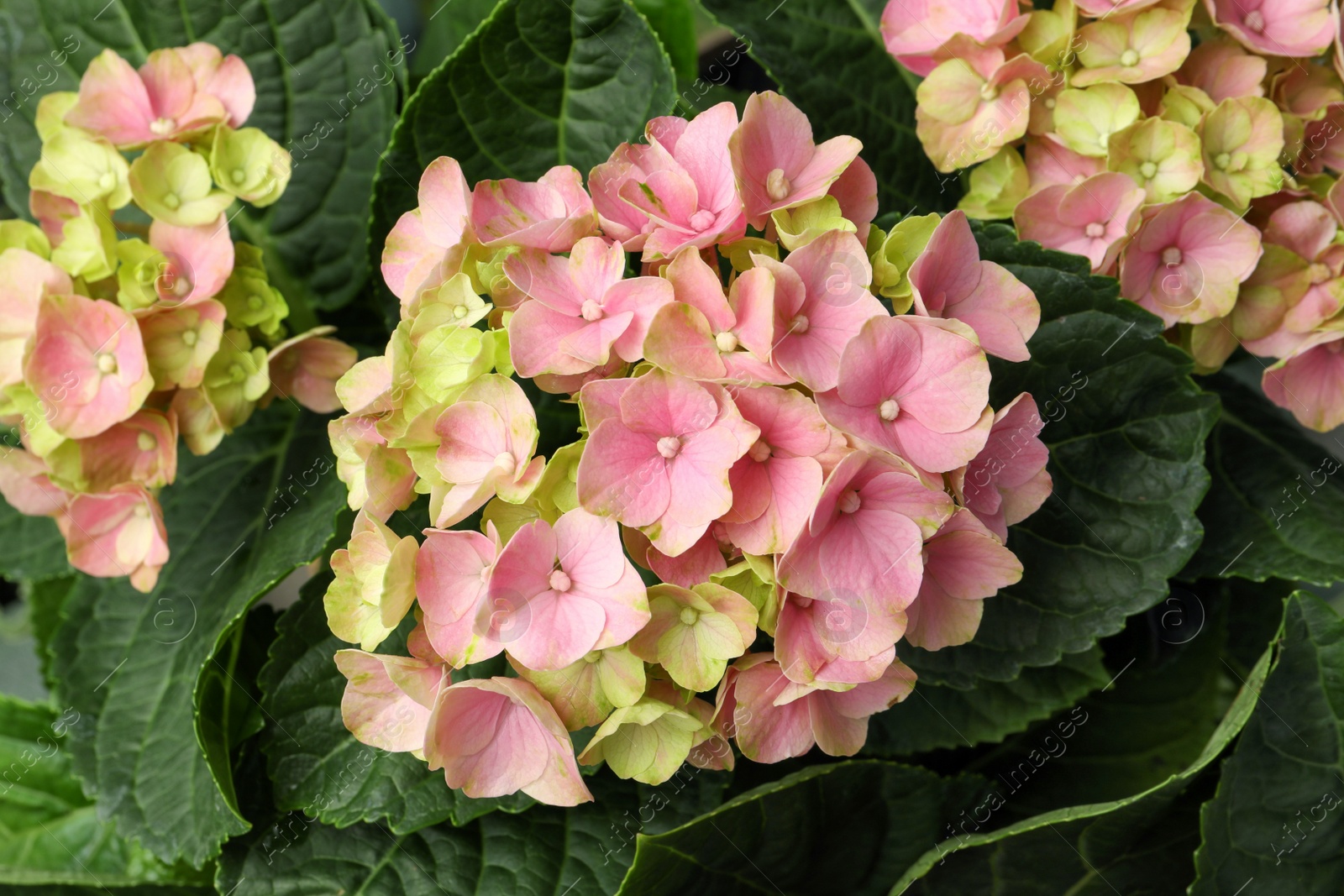 Photo of Hortensia plant with beautiful pink flowers, closeup