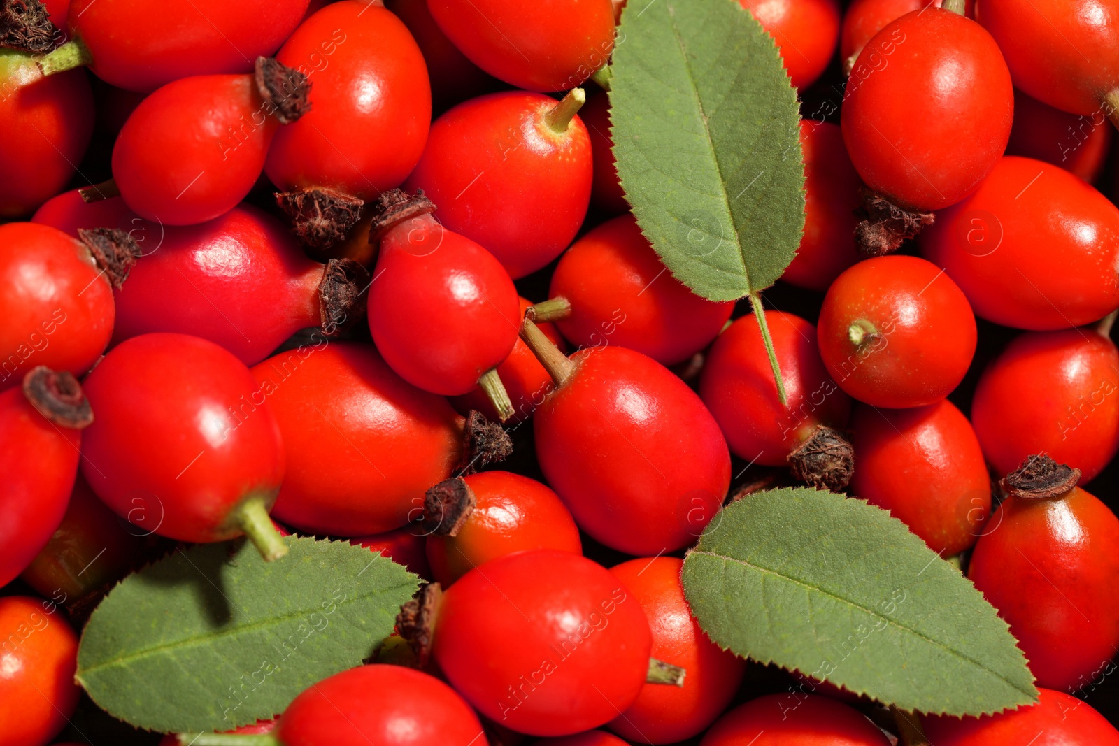 Photo of Ripe rose hip berries with green leaves as background, top view