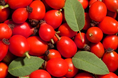 Photo of Ripe rose hip berries with green leaves as background, top view