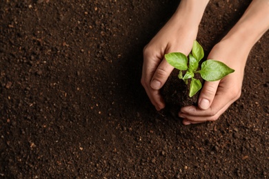 Woman holding green seedling on soil, top view. Space for text