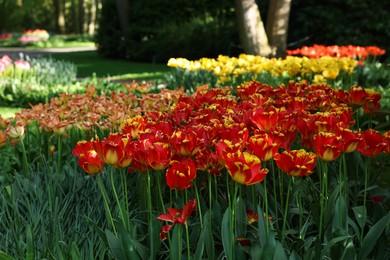 Many beautiful flowers growing in park on sunny day. Spring season