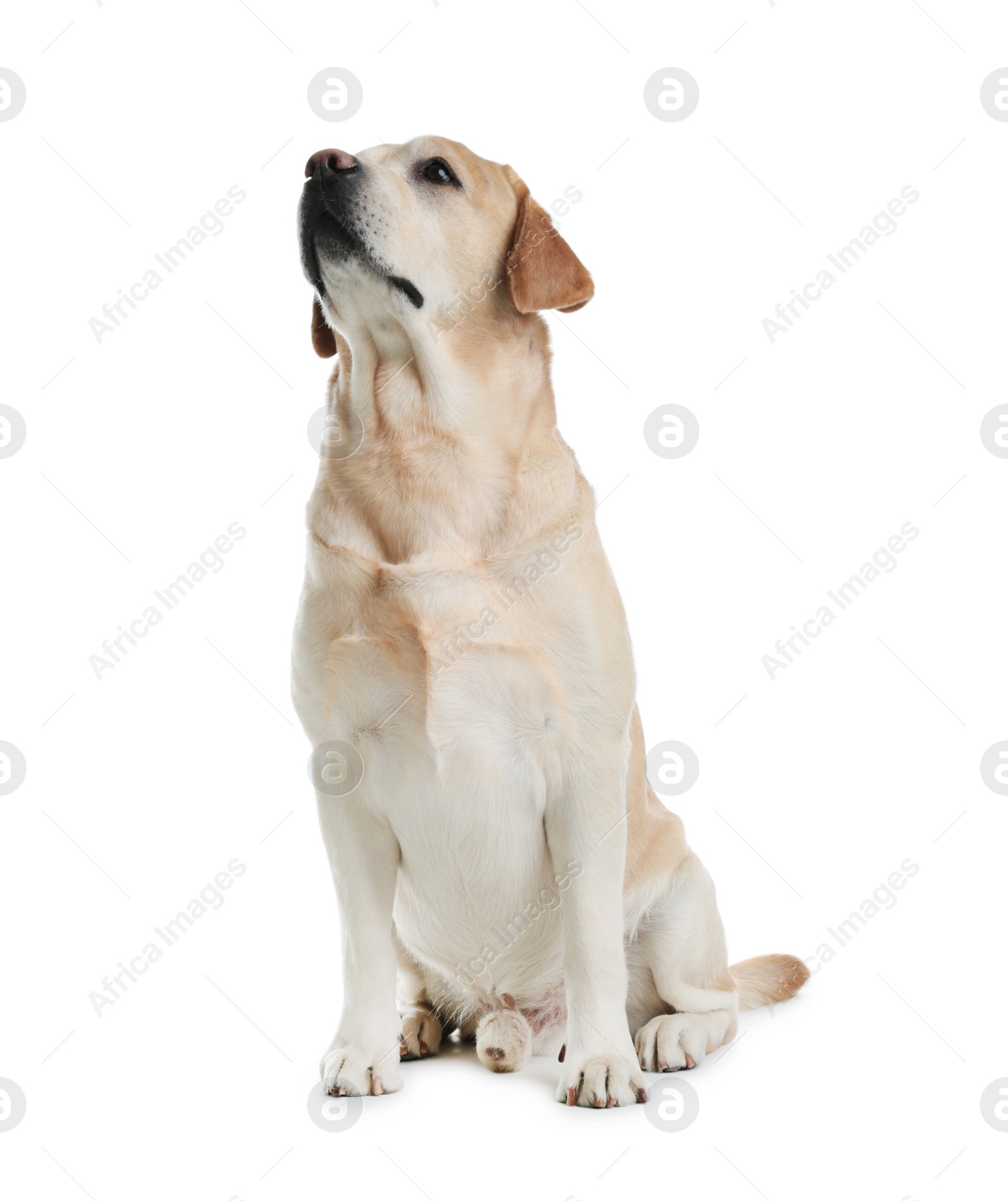 Photo of Adorable Labrador Retriever sitting on white background. Lovely dog