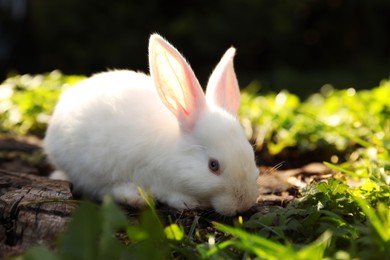 Photo of Cute white rabbit on wood among green grass outdoors