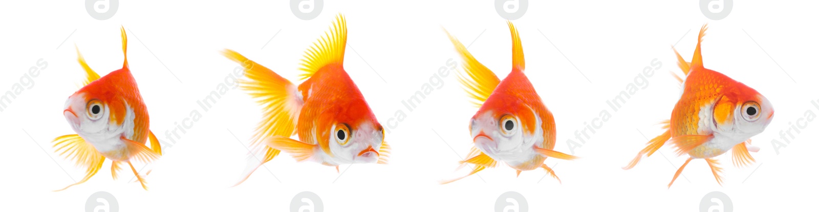 Image of Beautiful bright small goldfish on white background, collage. Banner design